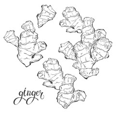 Ginger, isolated vector elements on a white background. Contour drawing, sketch.