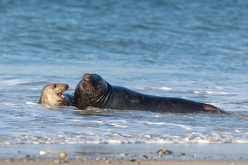 Playing and mating grey seals in the north sea