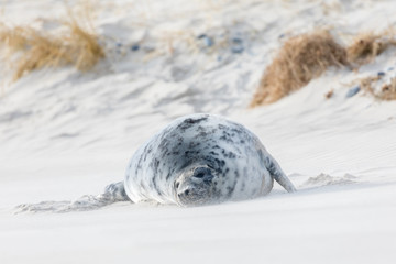 Young grey seal playing and sleeping on the sand beach