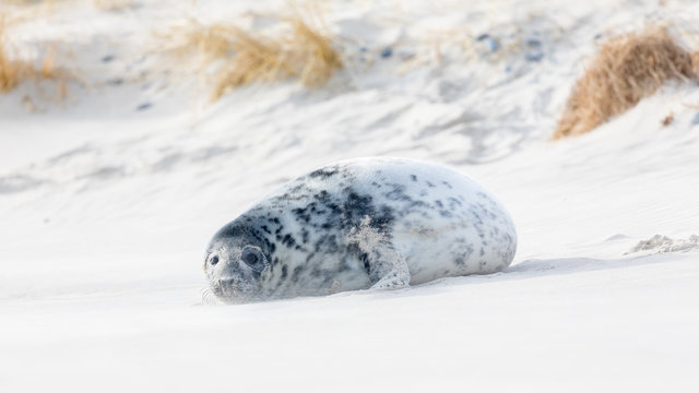 Young grey seal playing and sleeping on the sand beach