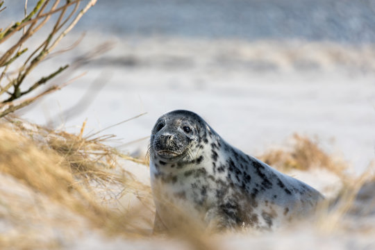 Young grey seal playing and sleeping on the sand beach