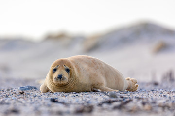 Young seal on stone beach