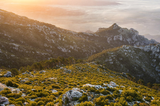 first light of the day touching the bushes on Mont Caro