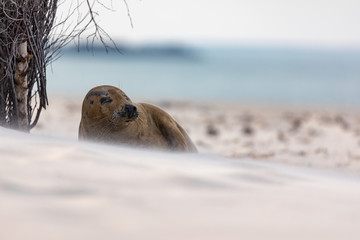 Grey seal on the white beach