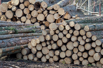 Pile of wood. A view of huge stacks of logs piled high at a lumber factory..