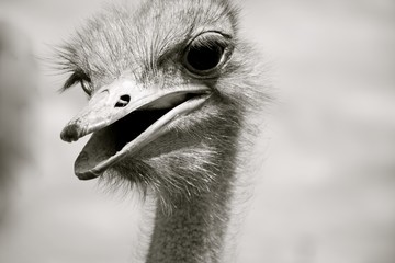 Strau&szlig;, schwarz wei&szlig;