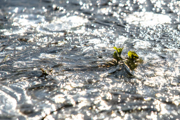 Frozen details of frosty grasslands covered with frost in the suns rays