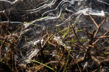 Frozen details of frosty grasslands covered with frost in the suns rays