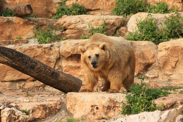 Wild animals in the zoo