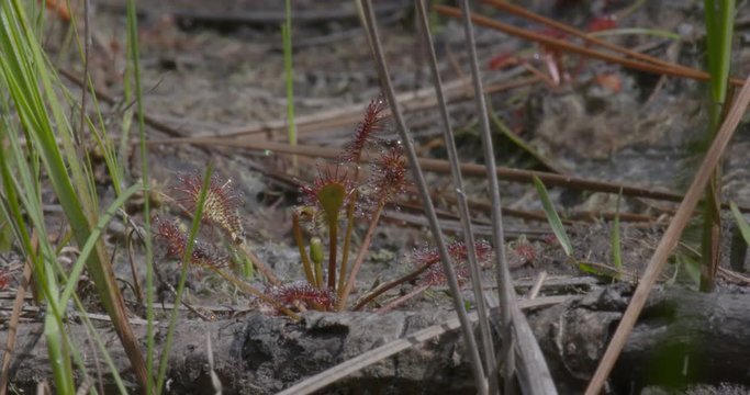 shots of a sun dew plant in the wild