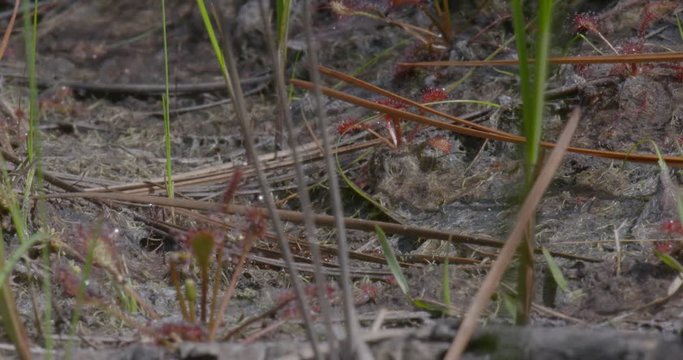 shots of a sun dew plant in the wild