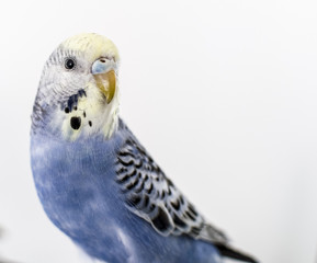 Wellensittich Weibchen blau Hansi Bubi nah