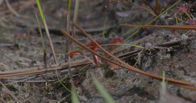shots of a sun dew plant in the wild