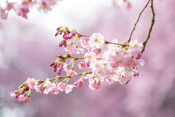 Fototapeta premium Ast mit blühender japanischer Kirschblüte und Knospen