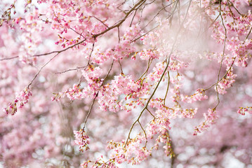 Obraz premium Baum mit blühender japanischer Kirschblüte