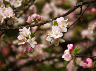 Branches of blooming flowers of fruit trees in spring garden