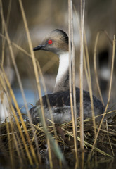Silvery Grebe , Patagonia, Argentina
