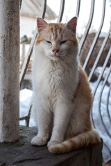 Cat outdoors in the winter