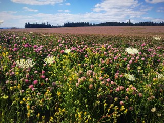 Field of Wildflowers 