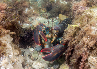 American Lobster Right