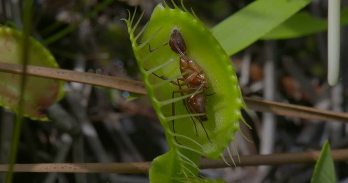 a venus fly trap with a dead ant inside