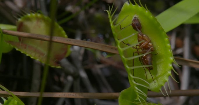 a venus fly trap with a dead ant inside