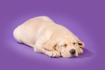 Schlafender Labradorwelpe auf lila Hintergrund