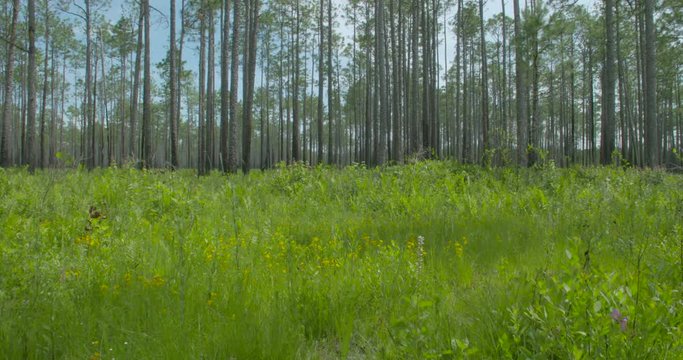 a pan of the long leaf pine savanna