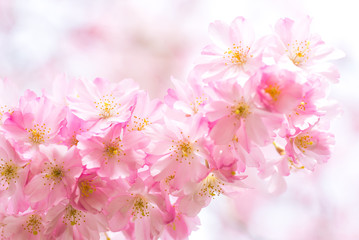 Ast mit blühender japanischer Kirschblüte