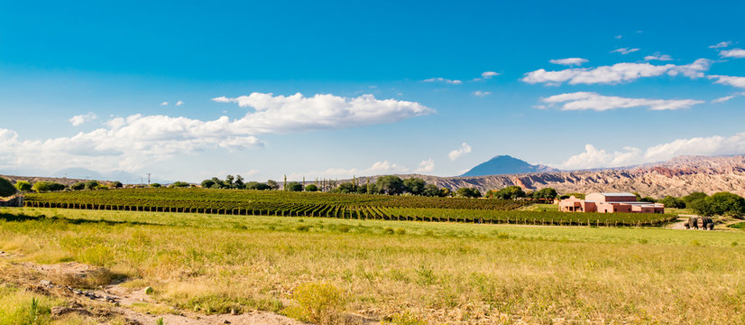 Vi&ntilde;edos 