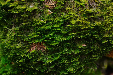 Macro photo with green moss background