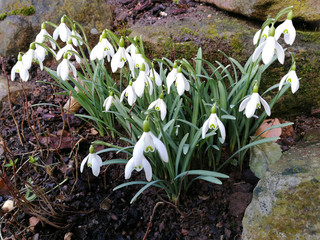 Schneeglöckchen