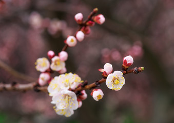 Apricot tree blossom flower. Spring flowering apricot