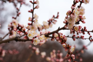 Apricot tree blossom flower. Spring flowering apricot