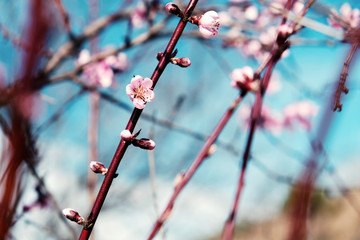 Tree branches in bloom during spring.  Pink blossoms and buds on twigs.