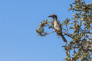  African grey hornbill, Africa