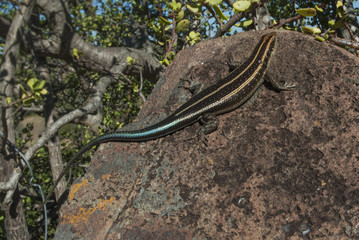 Lizard take sun, Africa