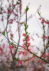 Peach tree blossom flower. Beautiful Spring flowering