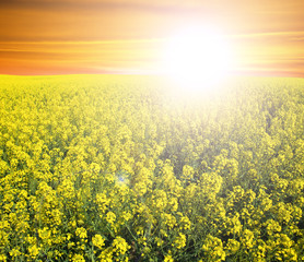 Soybean Field,sunset