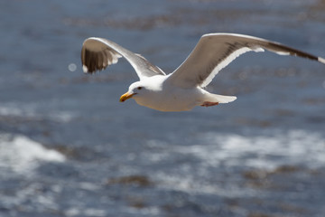 Möwe