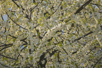 Flor de cerezo com&uacute;n