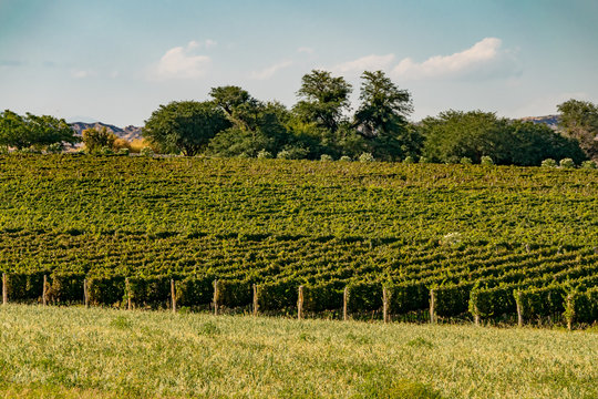 Vi&ntilde;edos 