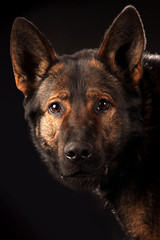 A german shepard on dark background