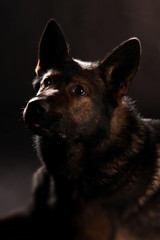Schäferhund