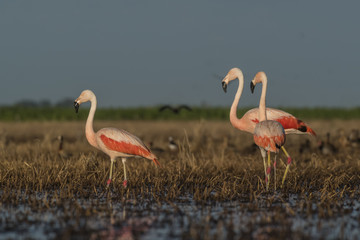 Flamingos, Patagonia Argentina