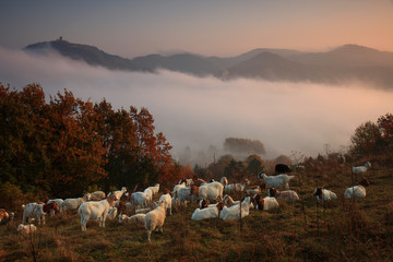Das Siebengebirge im Herbst, Deutschland