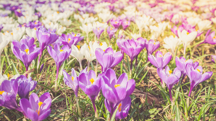 Flowers Crocuses Violet Close-up Spring Sunlight