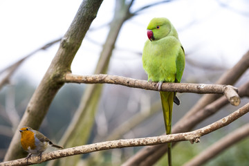 Rose-ringed Parakeet and a European Robin