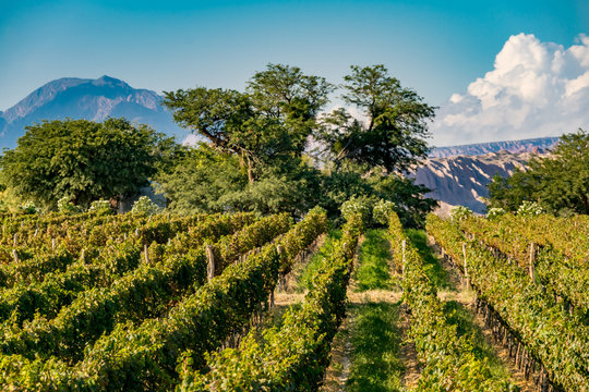 Vi&ntilde;edos 