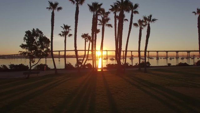 4k San Diego Palm Trees Sun Rise 001 Push In